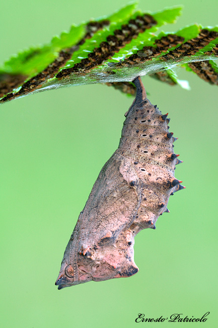 crisalide da identificare - Vanessa antiopa